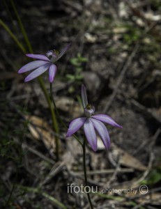 orchid2